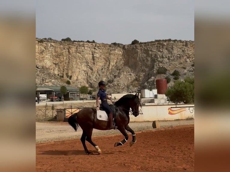 Cruzado Wallach 15 Jahre 165 cm Dunkelbrauner in Fuendetodos