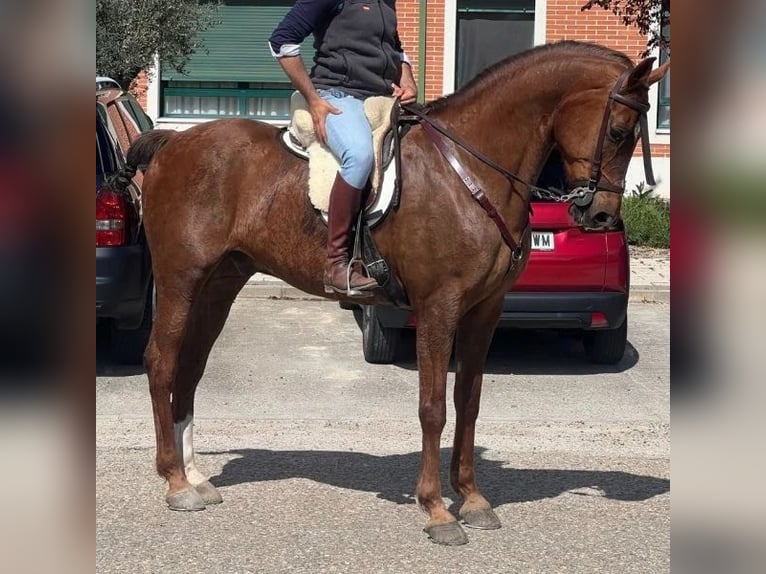 Cruzado Wallach 15 Jahre 167 cm Fuchs in Sabadell Cruzado Wallach 15 Jahre 167 cm Fuchs in Sabadell