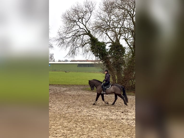 Cruzado Mix Wallach 16 Jahre 155 cm Rappe in Sch&#xF6;nberg
