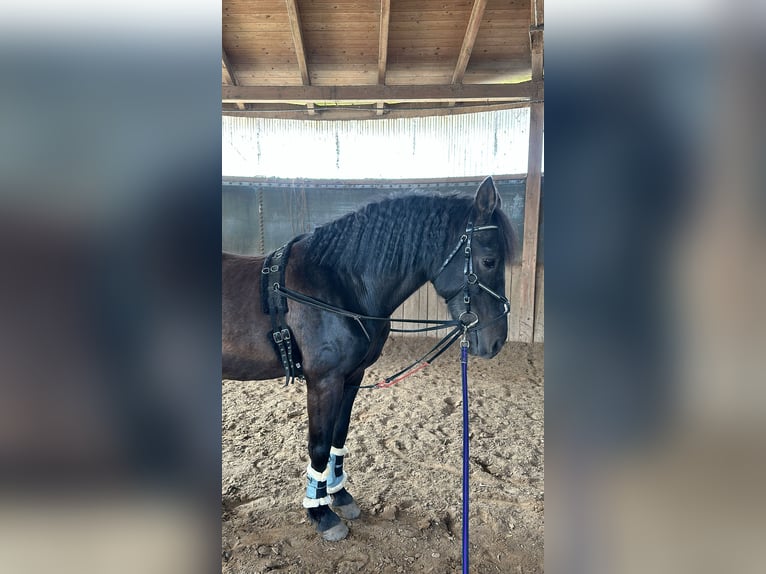 Cruzado Mix Wallach 16 Jahre 155 cm Rappe in Sch&#xF6;nberg
