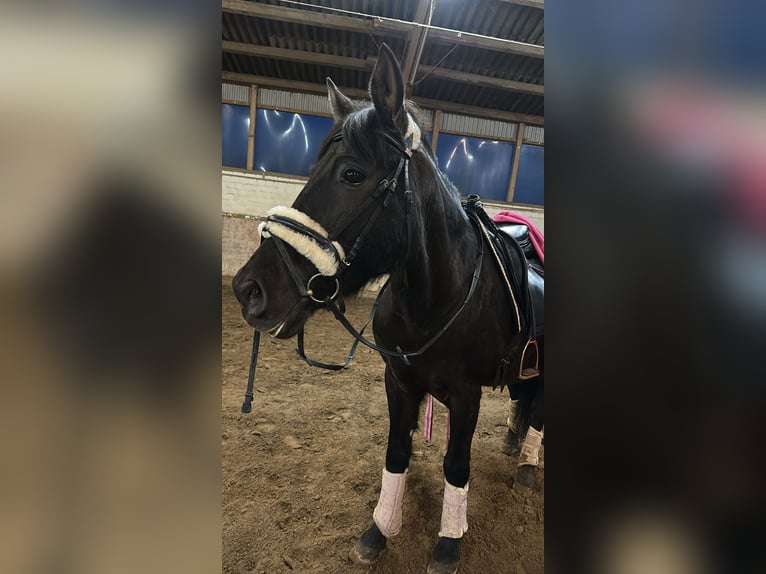 Cruzado Mix Wallach 16 Jahre 155 cm Rappe in Sch&#xF6;nberg