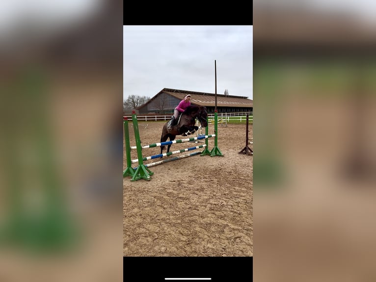 Cruzado Mix Wallach 16 Jahre 155 cm Rappe in Sch&#xF6;nberg