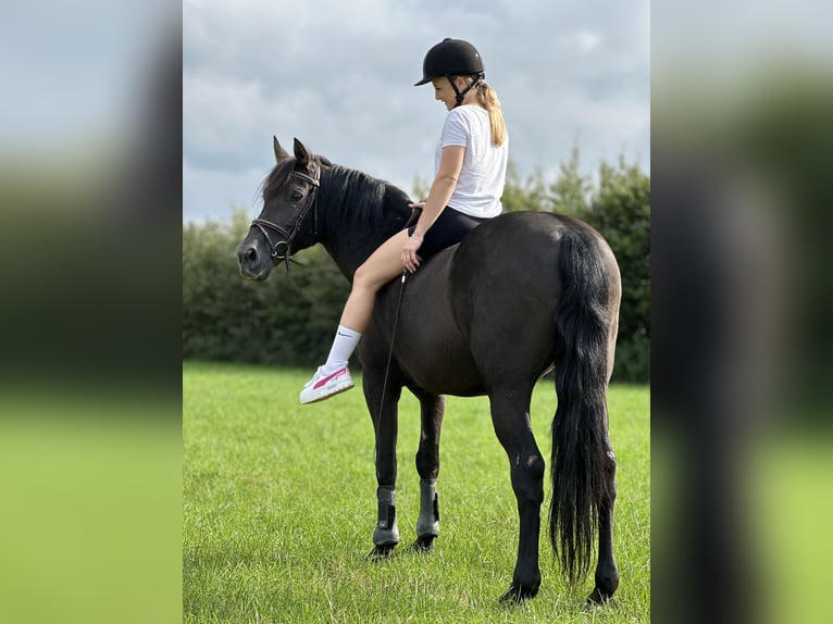 Cruzado Mix Wallach 16 Jahre 155 cm Rappe in Sch&#xF6;nberg