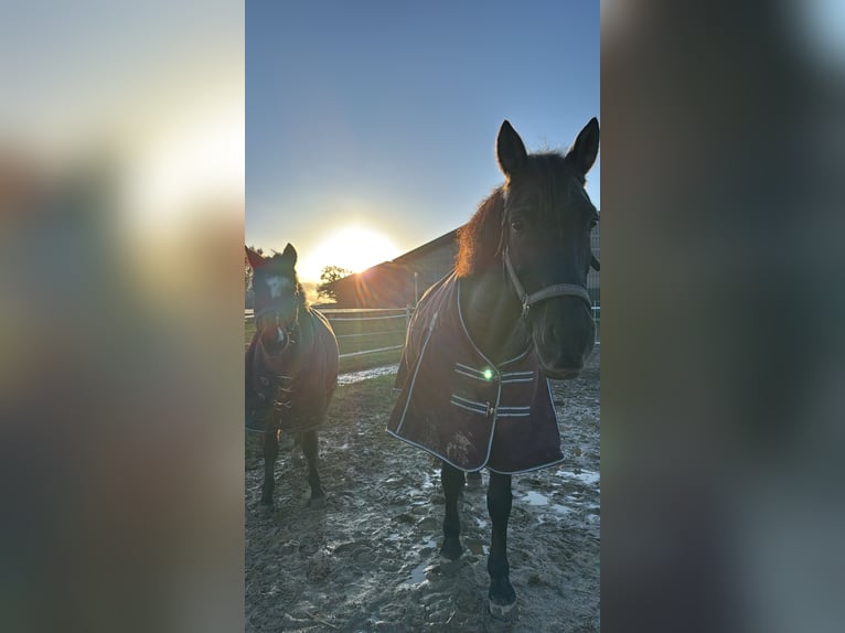 Cruzado Mix Wallach 16 Jahre 155 cm Rappe in Sch&#xF6;nberg