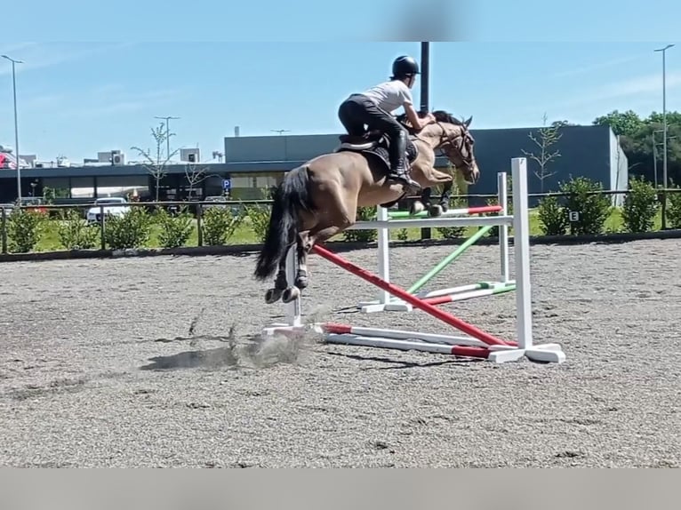Cruzado Wallach 16 Jahre 160 cm Falbe in Vigo
