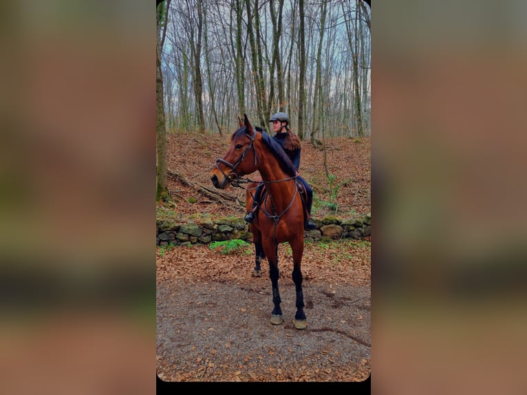 Cruzado Wallach 17 Jahre 182 cm Brauner in Olot