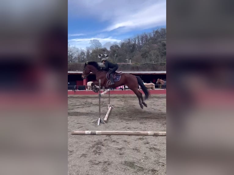 Cruzado Wallach 17 Jahre 182 cm Brauner in Olot