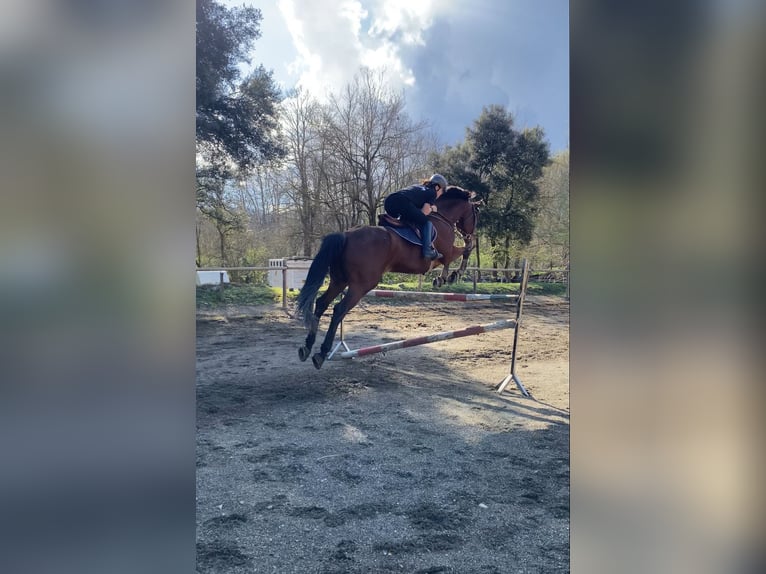 Cruzado Wallach 17 Jahre 182 cm Brauner in Olot