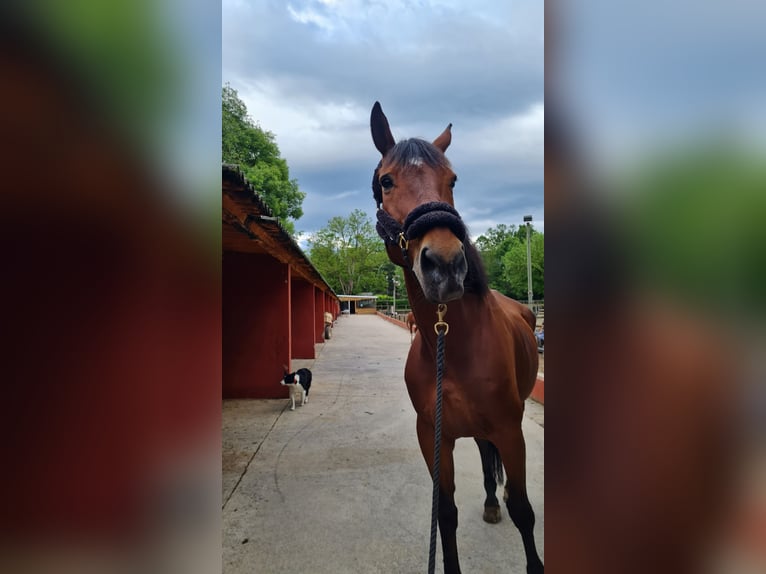 Cruzado Wallach 17 Jahre 182 cm Brauner in Olot