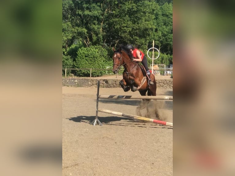 Cruzado Wallach 17 Jahre 182 cm Brauner in Olot