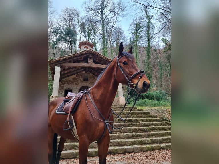 Cruzado Wallach 17 Jahre 182 cm Brauner in Olot