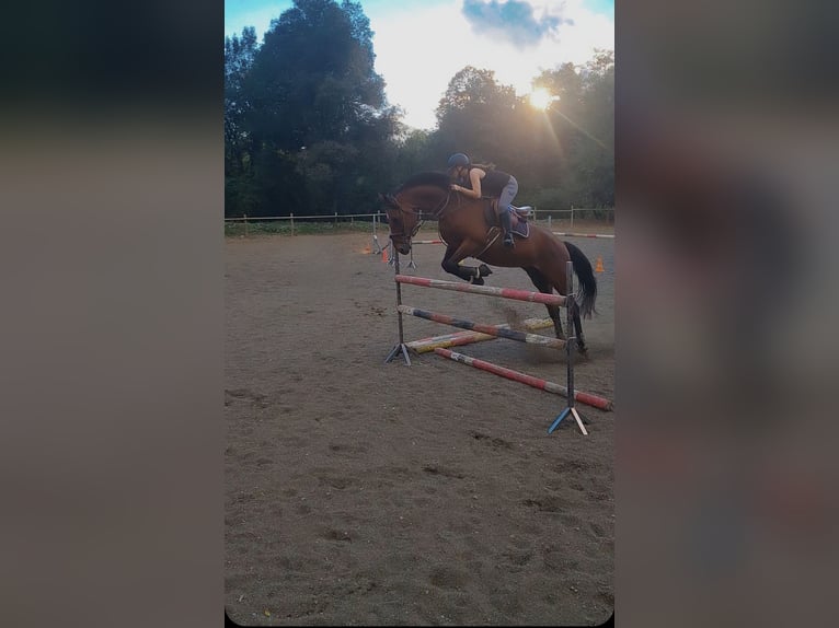 Cruzado Wallach 17 Jahre 182 cm Brauner in Olot