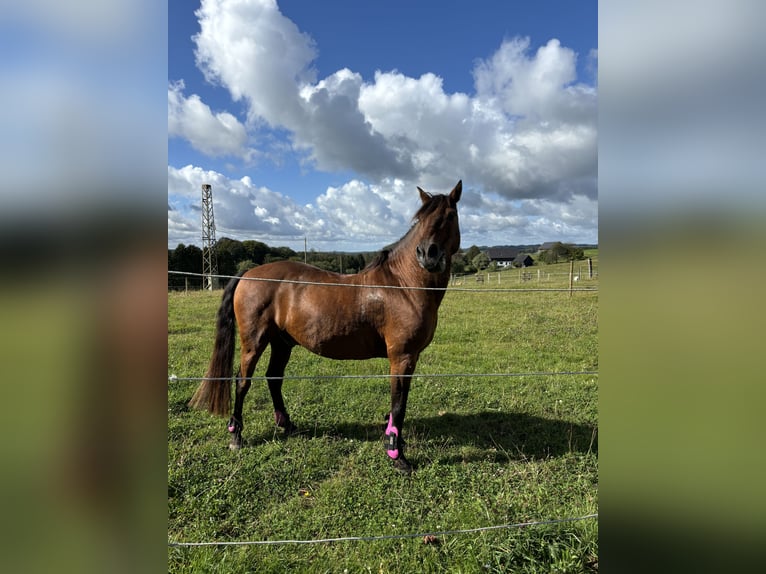 Cruzado Mix Wallach 18 Jahre 142 cm Brauner in Much