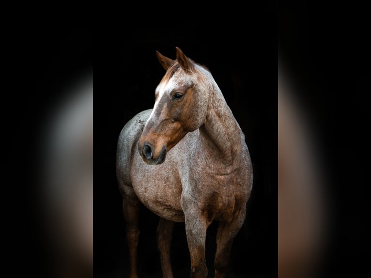 Cruzado Wallach 18 Jahre 156 cm Roan-Red in Schipluiden