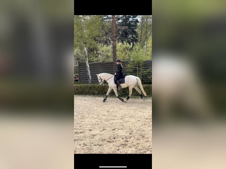 Cruzado Wallach 19 Jahre 156 cm Fliegenschimmel in Trier