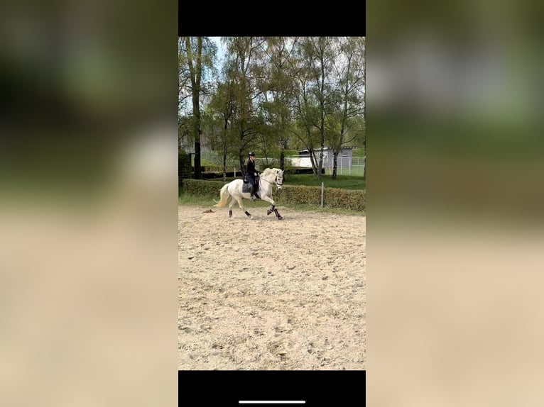 Cruzado Wallach 19 Jahre 156 cm Fliegenschimmel in Trier