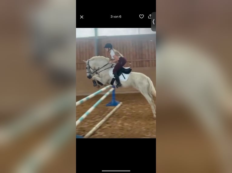 Cruzado Wallach 19 Jahre 156 cm Fliegenschimmel in Trier