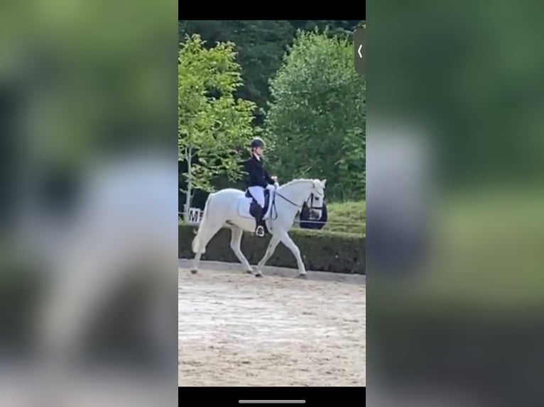 Cruzado Wallach 19 Jahre 156 cm Fliegenschimmel in Trier