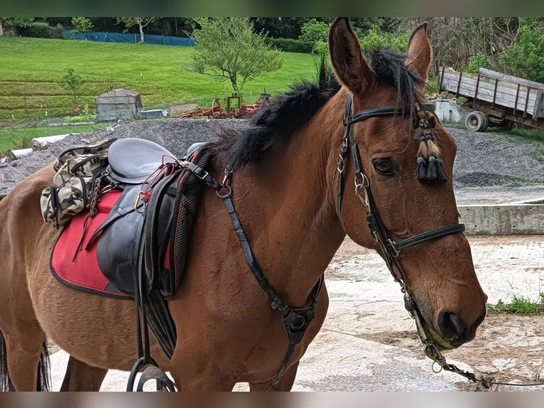 Cruzado Wallach 19 Jahre 157 cm Brauner in Hondarribia
