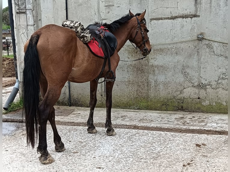 Cruzado Wallach 19 Jahre 157 cm Brauner in Hondarribia