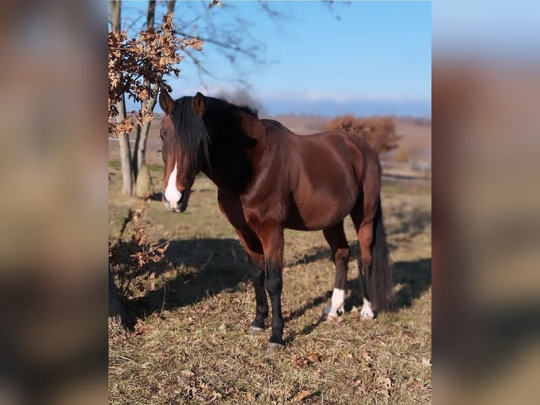 Cruzado Wallach 19 Jahre 160 cm Brauner in Wulkaprodersdorf / Vulkaprodr&#x161;tof
