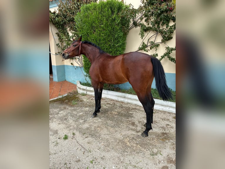 Cruzado Wallach 2 Jahre 156 cm Brauner in Moron de la Fra