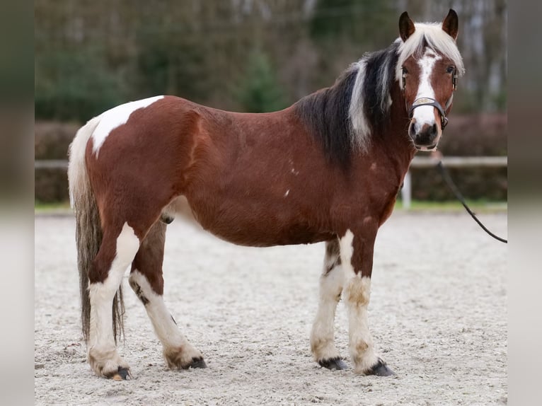 Cruzado Wallach 3 Jahre 140 cm Schecke in Neustadt (Wied)
