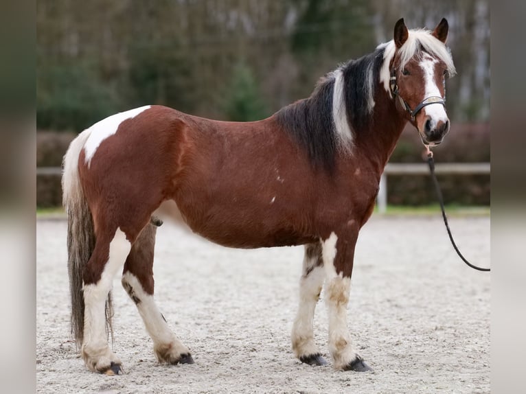 Cruzado Wallach 3 Jahre 140 cm Schecke in Neustadt (Wied)