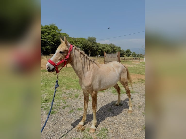 Cruzado Wallach 3 Jahre 142 cm Palomino in Pedrinya (Ajuntament Crespia)