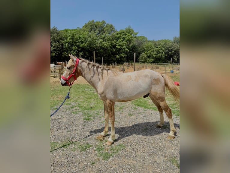 Cruzado Wallach 3 Jahre 142 cm Palomino in Pedrinya (Ajuntament Crespia)