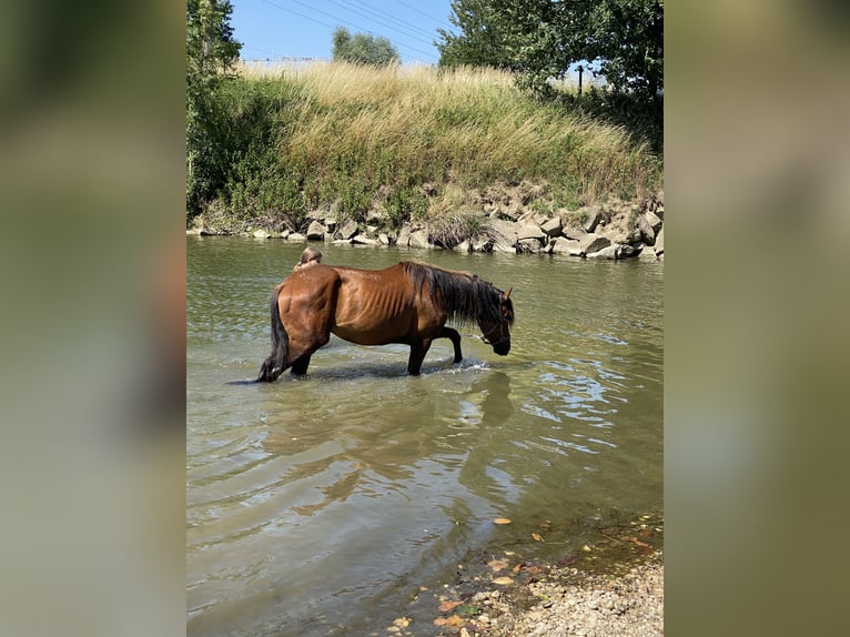 Cruzado Wallach 3 Jahre 148 cm Brauner in Pocking