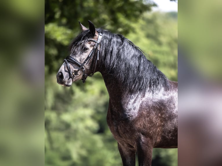 Cruzado Mix Wallach 3 Jahre 150 cm Schimmel in WindhagenWindhagen