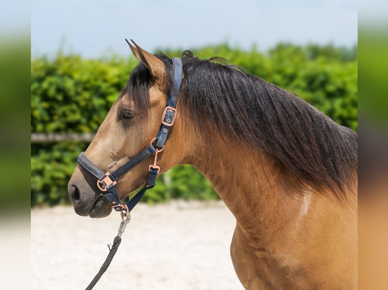 Cruzado Wallach 3 Jahre 154 cm Falbe in Neustadt (Wied)