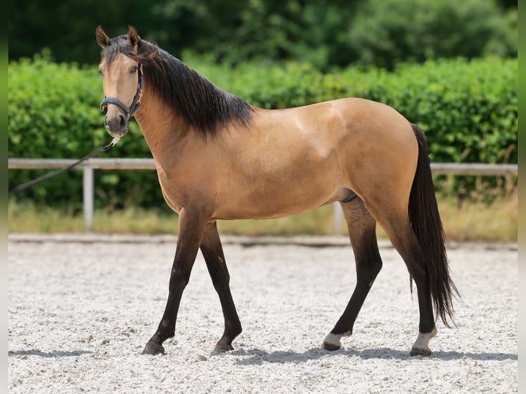 Cruzado Wallach 3 Jahre 154 cm Falbe in Neustadt (Wied)