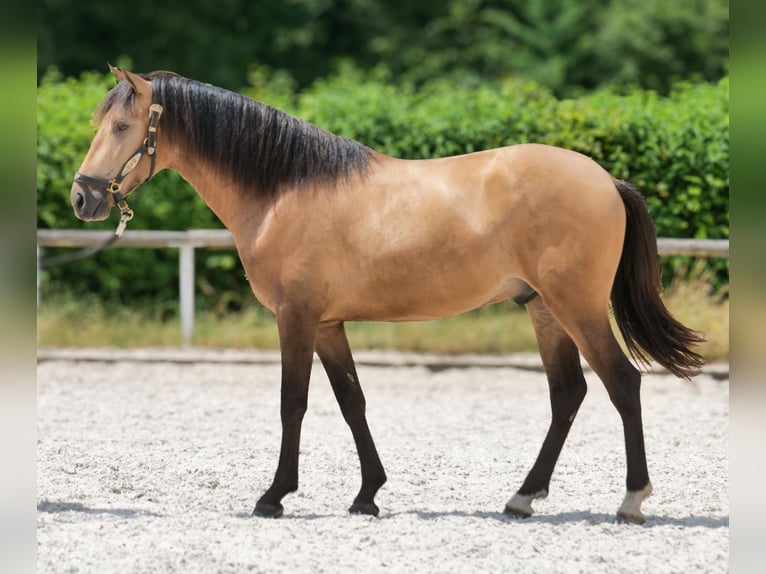Cruzado Wallach 3 Jahre 154 cm Falbe in Neustadt (Wied)