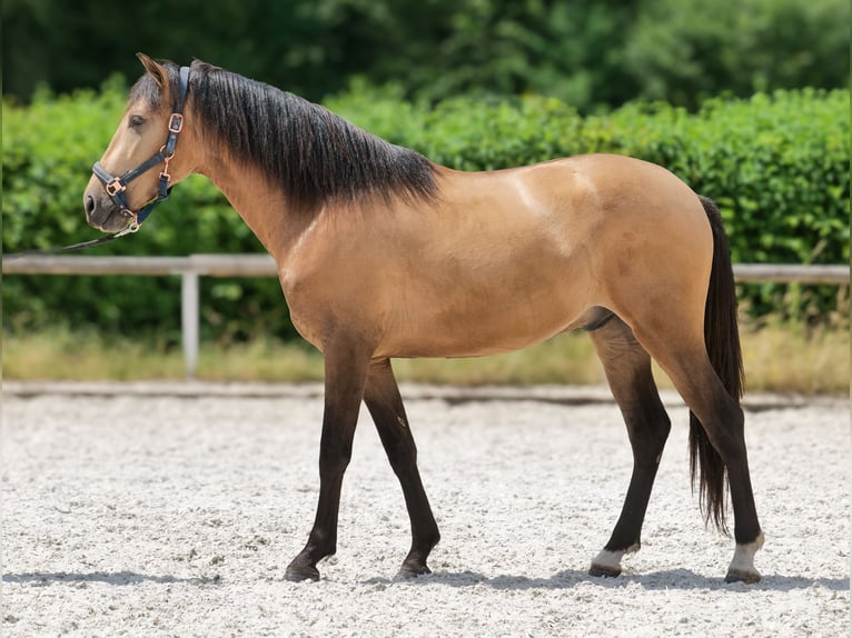 Cruzado Wallach 3 Jahre 154 cm Falbe in Neustadt (Wied)