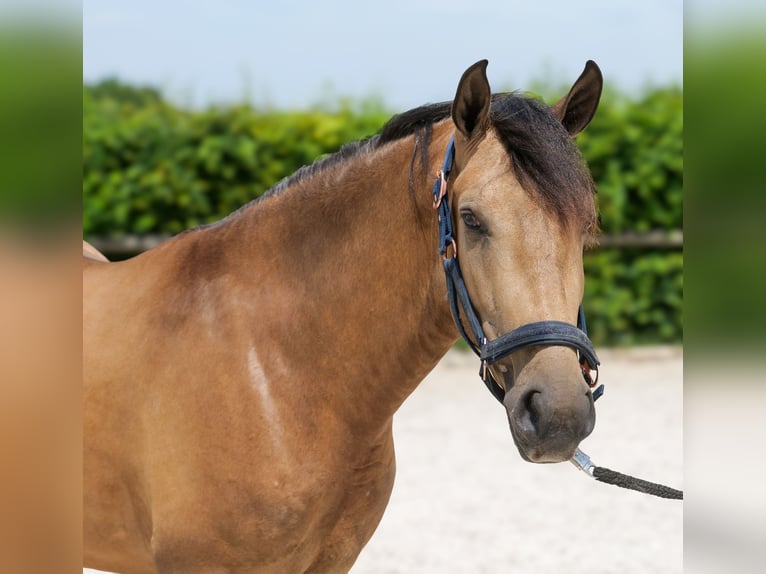 Cruzado Wallach 3 Jahre 154 cm Falbe in Neustadt (Wied)