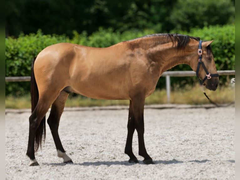 Cruzado Wallach 3 Jahre 154 cm Falbe in Neustadt (Wied)