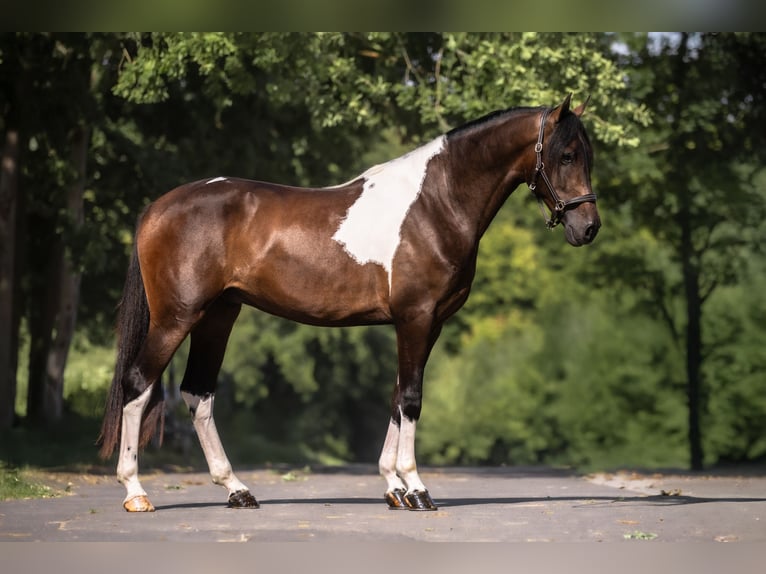 Cruzado Wallach 3 Jahre 165 cm Schecke in Windhagen