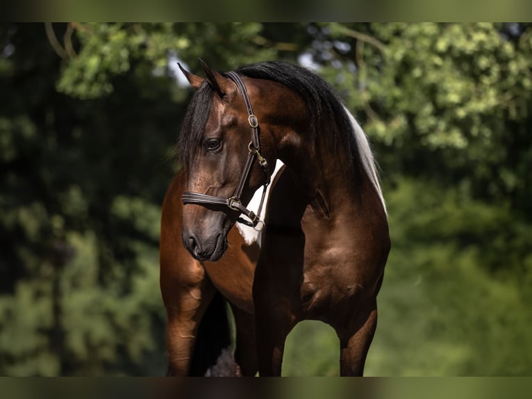Cruzado Wallach 3 Jahre 165 cm Schecke in Windhagen
