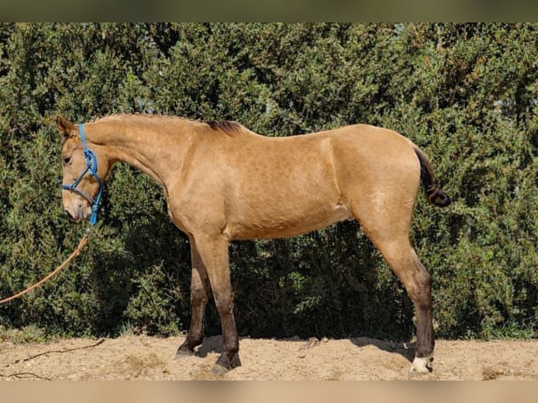 Cruzado Mix Wallach 3 Jahre 167 cm Falbe in Almonte