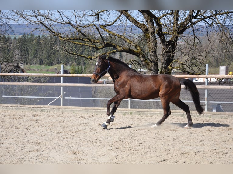Cruzado Mix Wallach 3 Jahre 168 cm Dunkelbrauner in Amlikon-Bissegg