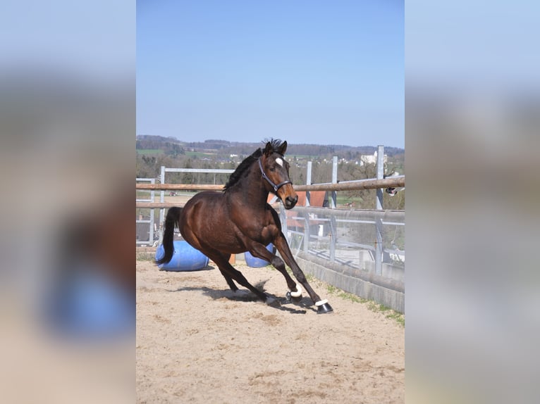 Cruzado Mix Wallach 3 Jahre 168 cm Dunkelbrauner in Amlikon-Bissegg