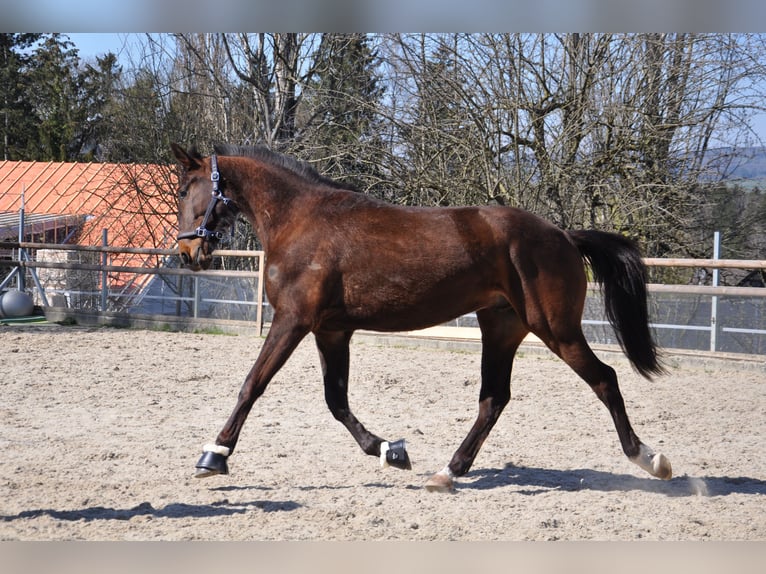 Cruzado Mix Wallach 3 Jahre 168 cm Dunkelbrauner in Amlikon-Bissegg