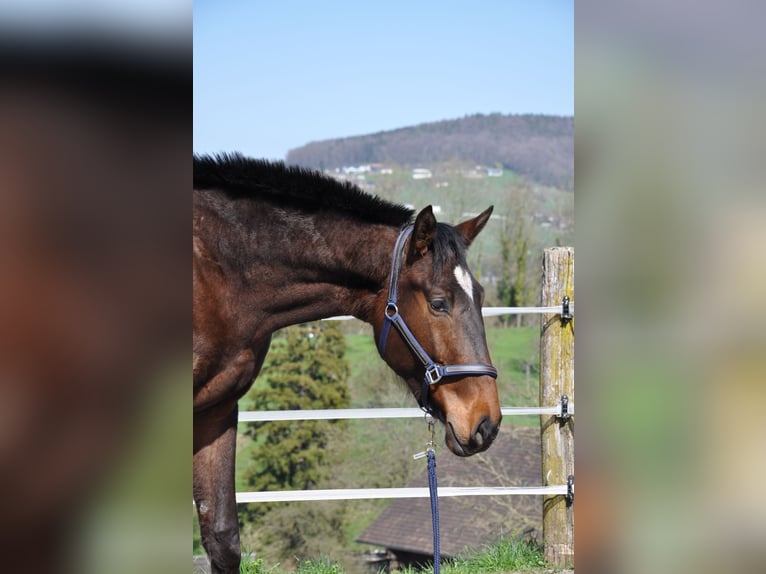 Cruzado Mix Wallach 3 Jahre 168 cm Dunkelbrauner in Amlikon-Bissegg