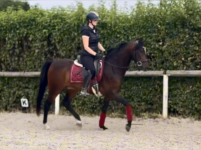 Cruzado Wallach 4 Jahre 150 cm Dunkelbrauner in Neustadt (Wied)