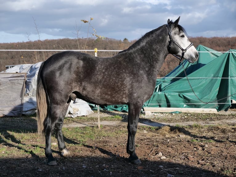 Cruzado Mix Wallach 4 Jahre 150 cm Kann Schimmel werden in Galenberg