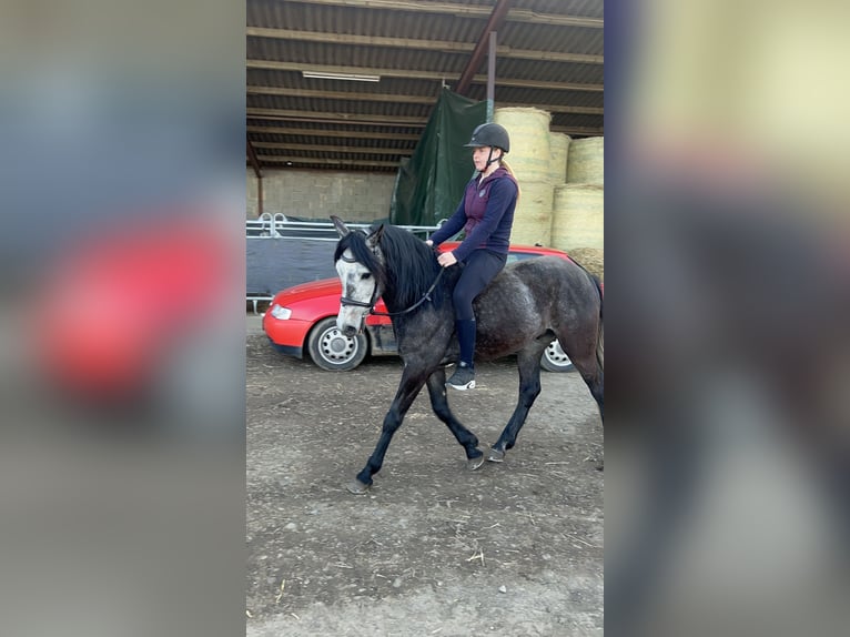 Cruzado Mix Wallach 4 Jahre 152 cm Kann Schimmel werden in Galenberg