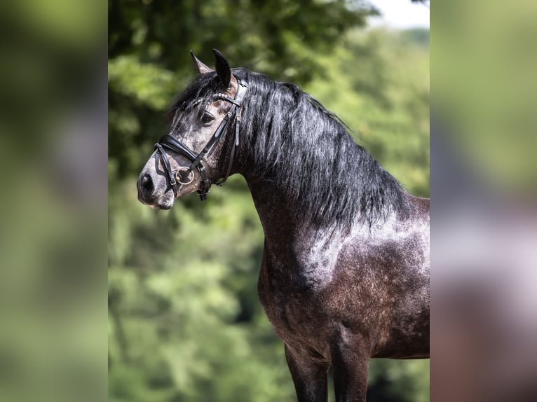 Cruzado Wallach 4 Jahre 152 cm Rappschimmel in Windhagen