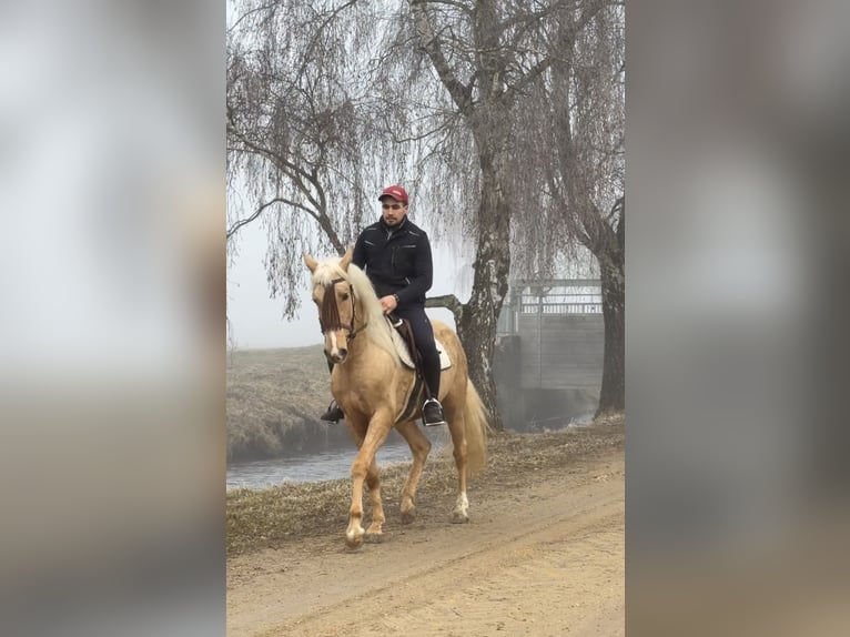 Cruzado Wallach 4 Jahre 155 cm Palomino in Achstetten